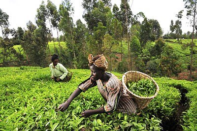 Harvesting Stability: How Farming Can Stem Africa's Climate Migration