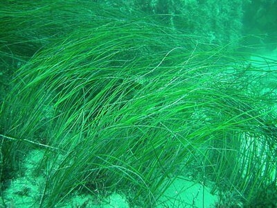 Indonesia's Blueprint to Save Its Vanishing Seagrass Meadows