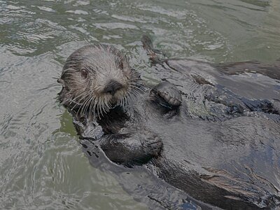 Canada Expands Sea Otter Rescue with East-West Aquarium Partnership
