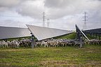 Mars's Green Gambit: Decoupling Growth from Carbon in a $65B Empire