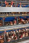 Cage-Free Divide: New Report Splits Foodservice Industry on Egg Pledges