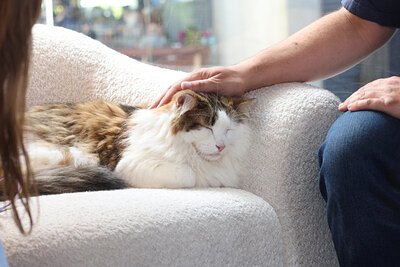 Paws and Relax: How Therapy Cats Are Calming College Campus Stress