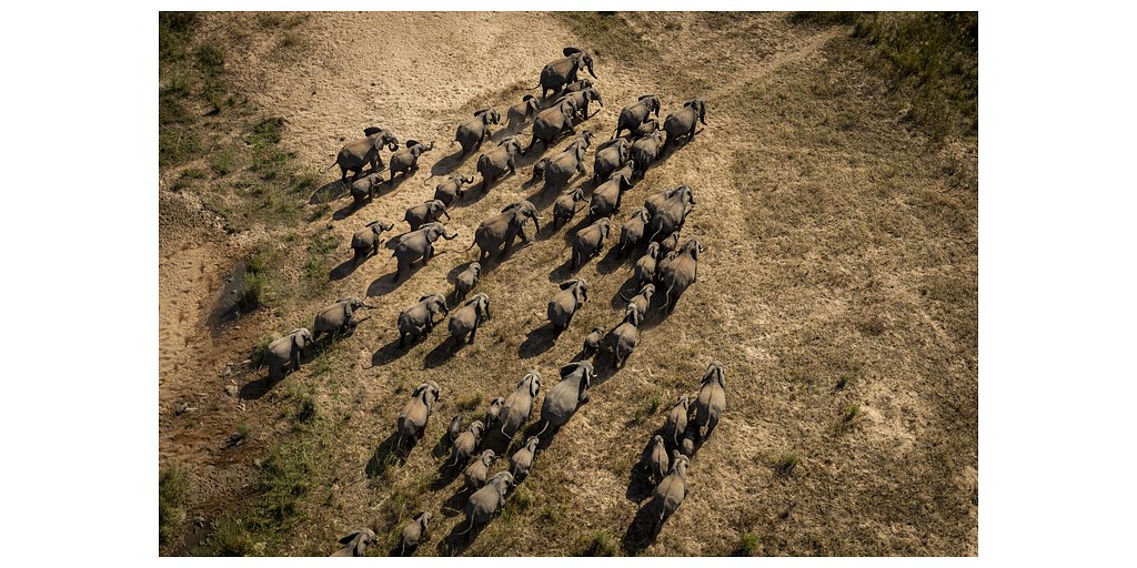Beyond the Count: The New Science Redefining Elephant Conservation