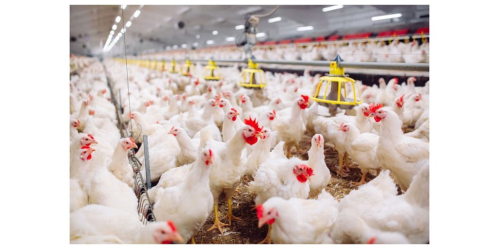 KENT's ARGIS® Probiotic Aims to Disrupt Animal Nutrition Market