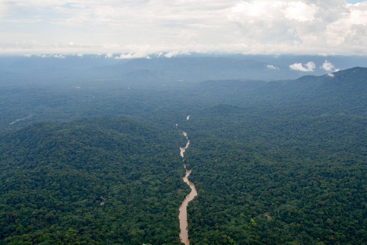 Beyond Parks: How Community Land Rights Are Saving Congo's Gorillas