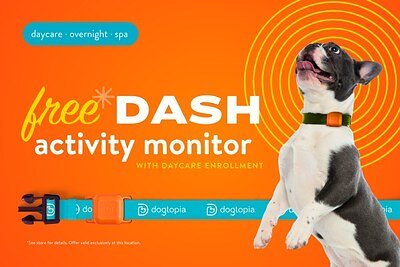 The Data-Driven Dog: How Dogtopia is Transforming Pet Wellness