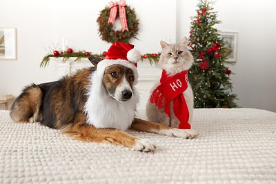 PetSmart's Santa Paws: Strategy Behind a Holiday Photo Op