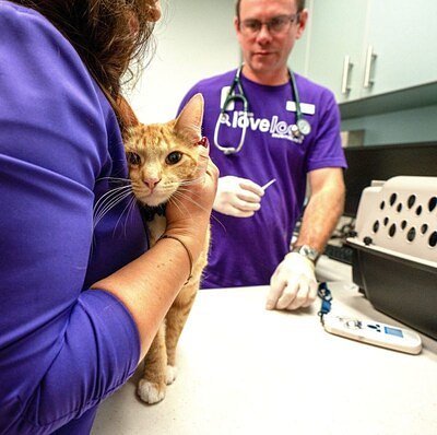 Four Million Shots of Hope: How Free Vaccines Are Saving America's Pets