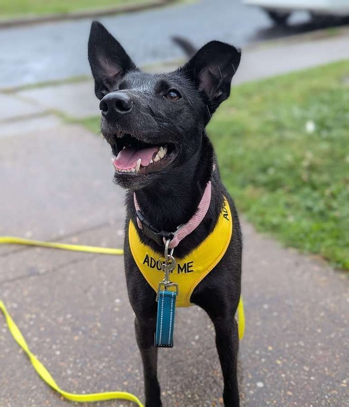 Richmond Program Hits 98% Adoption Rate for Shelter Dogs