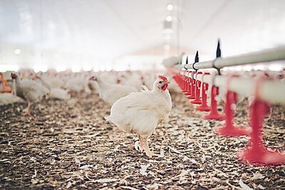 Engineered Probiotics: BiomEdit's Patented Fix for a $6B Poultry Problem