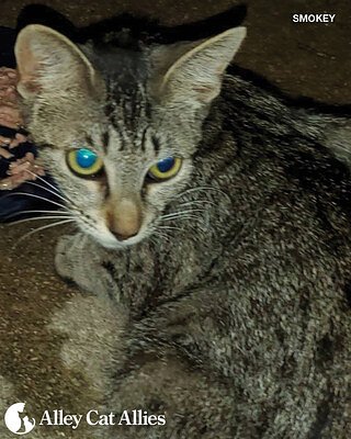 The Price of Safety: A Non-Profit's Strategic Bet on Justice in San Antonio