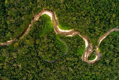 Beyond Preservation: Can Business Save the Amazon Rainforest?