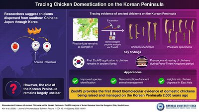 Korea's Ancient Chickens: Science Rewrites 2,000-Year-Old History
