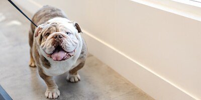 Sparkle Grooming’s Growth Signals a Shift in the Pet Care Industry