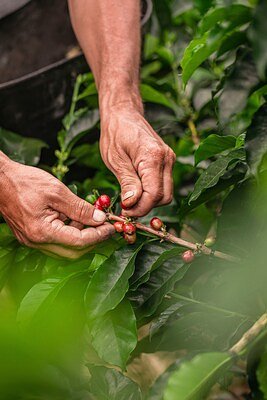 Julius Meinl's Sustainable Brew: A New Standard for Global Coffee?