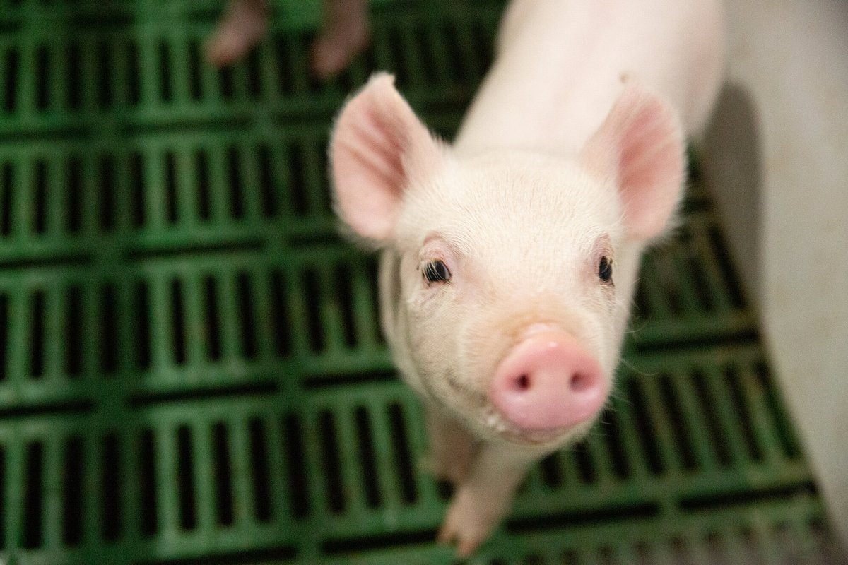 Canada Approves Gene-Edited Pork, Heralding a New Era for Farming