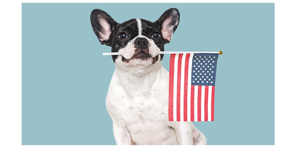 Beyond the Boom: Can Technology Tame Our Pets' Fireworks Phobia?