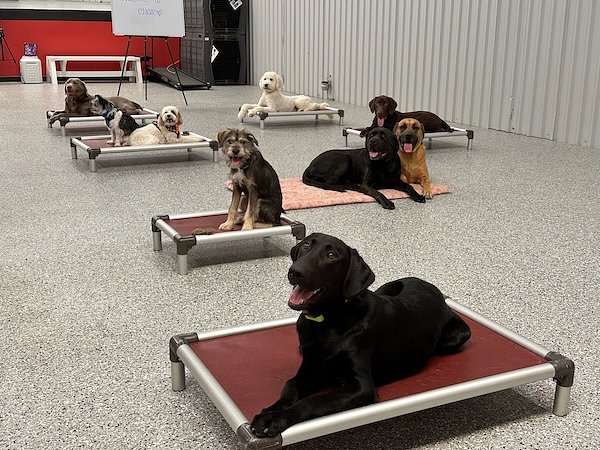 Sit Means Sit Atlanta Earns Top Honors in Georgia Pet Training Services