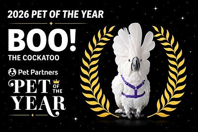 Blind Cockatoo Makes History as Pet Partners Pet of the Year