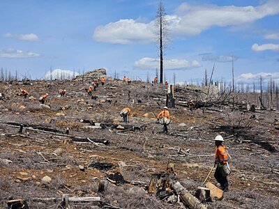 Corporate Reforestation: TransPak Plants Seeds of Change in Fire-Ravaged California