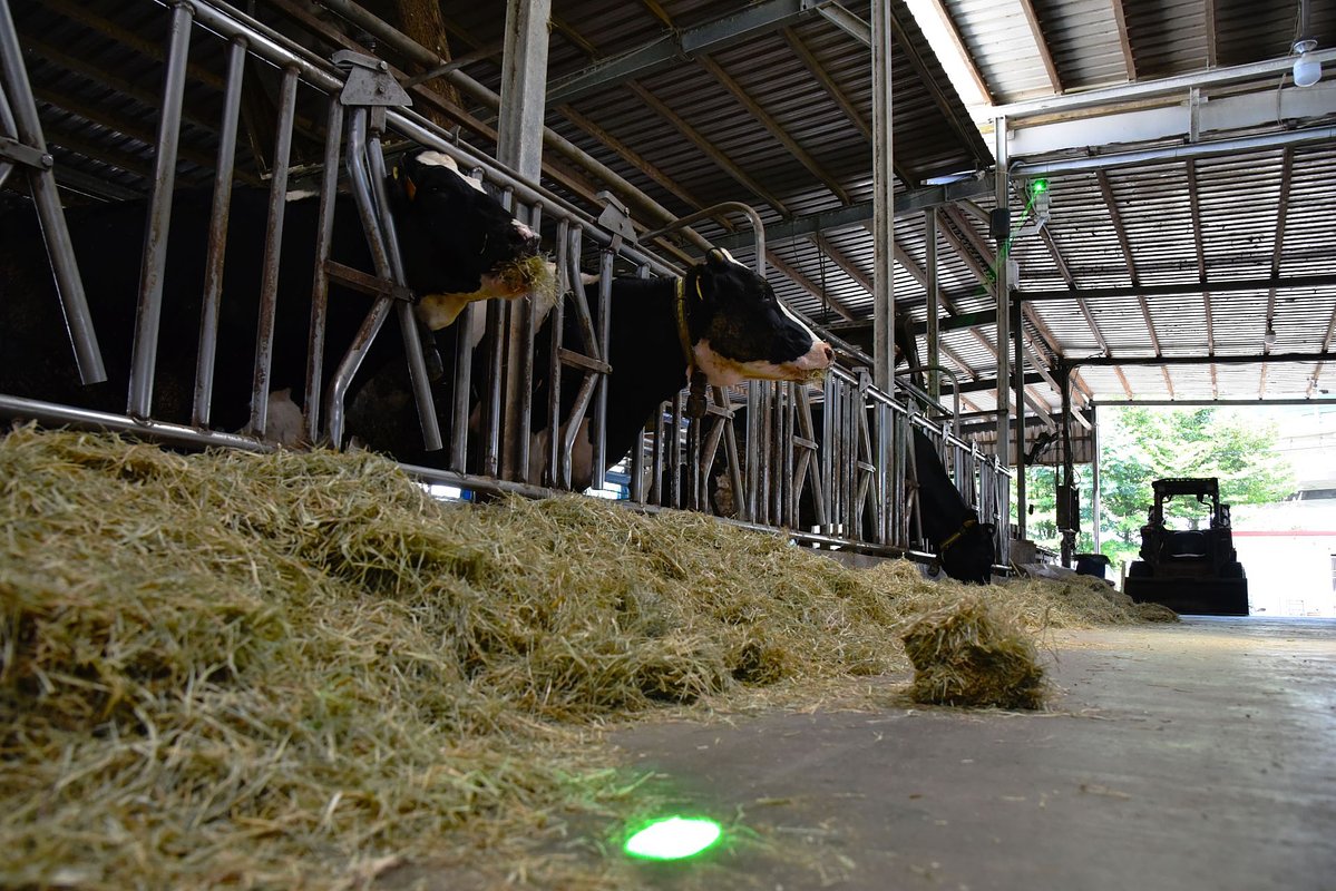 AI Guards the Farm: How Smart Tech Fights Avian Flu and Boosts ROI