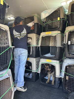 From Cruelty to Compassion: Rescued Dogs' Journey to a New Life