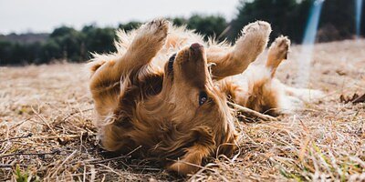 Sparkle Grooming Brings Franchise Boom & Hometown Heart to Nebraska