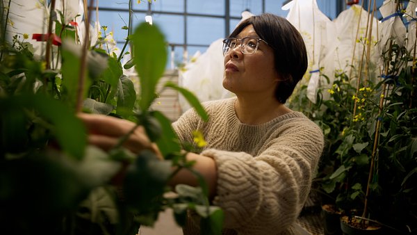 BASF’s $27M Bet on Canola Tech to Reshape Global Agriculture