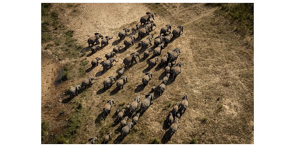 Beyond the Count: The New Science Redefining Elephant Conservation