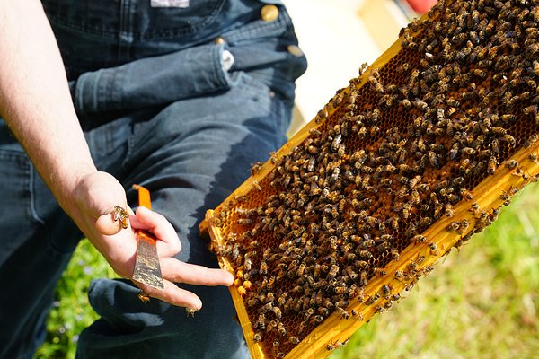 From Goats to Beehives: How Toronto's Cemeteries Are Becoming Green Sanctuaries