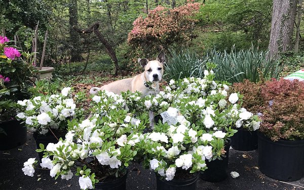 How Your Yard Can Add Up to 20% to Your Home's Sale Price