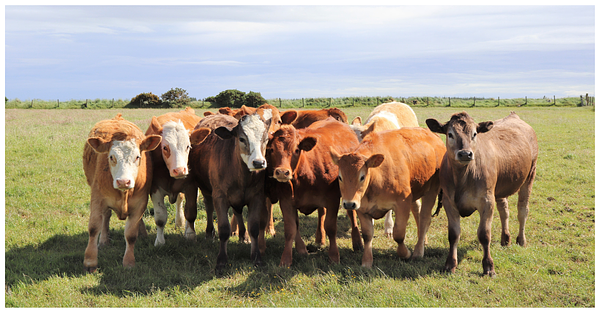 Central's Champion USA Buy Signals Strategic Expansion in Livestock Health