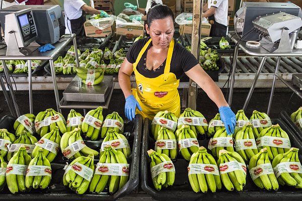 Fresh Del Monte Unites Brand with $285M Bankruptcy Asset Acquisition