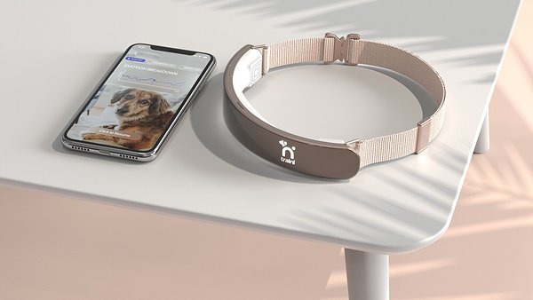 AI Decodes Your Dog: The Promise and Peril of Emotion-Sensing Collars