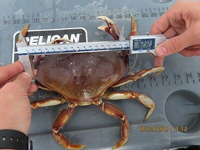 Charter Operator Fined $5,000 in BC Illegal Crab Catch Crackdown