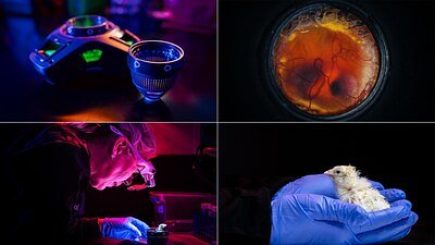 Colossal Hatches Artificial Egg, Fueling De-Extinction and Conservation