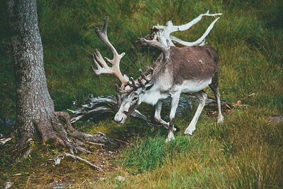 Nespresso's New Mission: Saving Canada's Vanishing Caribou