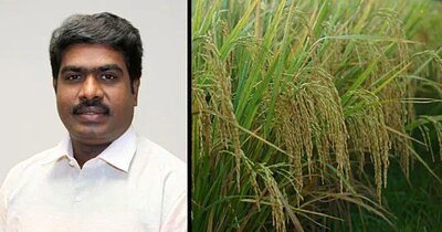 Rice Bran's Secret: Nanotech Unlocks Anti-Aging Power in Common Crop