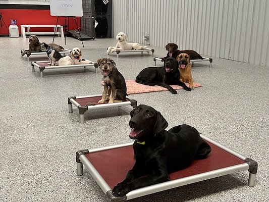 Sit Means Sit Atlanta Earns Top Honors in Georgia Pet Training Services