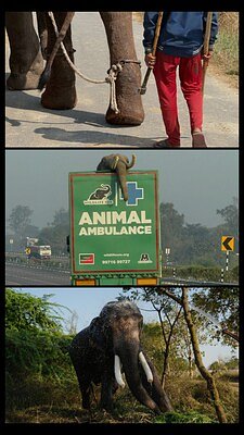 High-Tech Ambulance Delivers Hope for Injured Indian Elephant