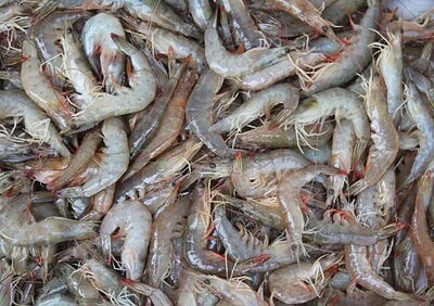 A Shot for Shrimp: Vaccine Breakthrough Aims to Secure Global Protein