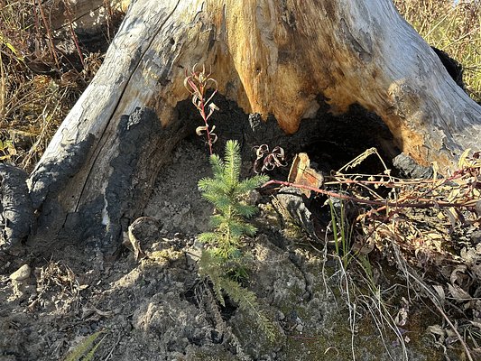 Canada's Wildfire Crisis Spurs National Forest Recovery Task Force