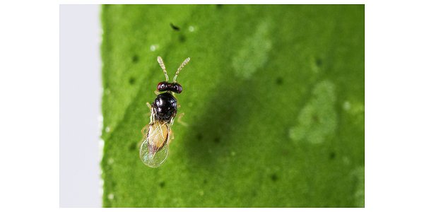 California's Tiny Warriors: A Wasp's War on a Citrus-Killing Disease
