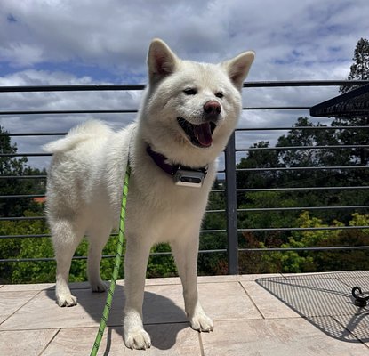 Petpin's AI Wearable Turns Pets into Creators, Sparking a Data Gold Rush