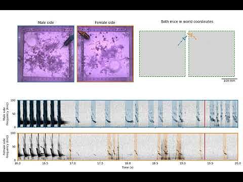 Decoding Nature's Codec: How Singing Mice Rewire Our Future