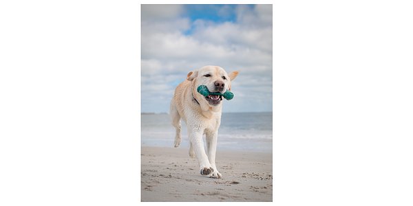 Nylabone Turns Deadly Ocean Ghost Nets into Durable Dog Chew Toys